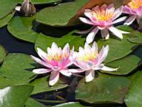 Esmeralda (fam Nympheas) (Obt. Latour-Marliac 1912) (02) (Photo F. Mrugala)